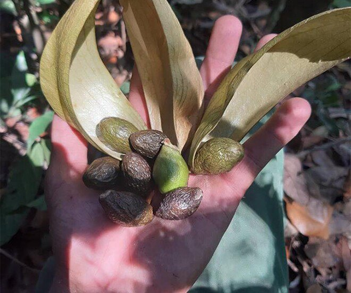 Loại hạt xưa rụng đầy gốc không ai "ngó", giờ thành đặc sản giá 300.000 đồng/kg- Ảnh 2.