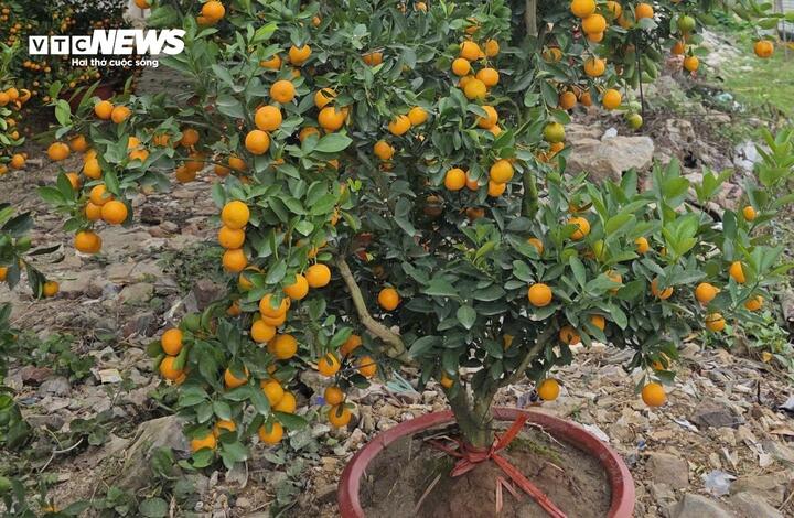 Quả quất cảnh chưng Tết c&oacute; n&ecirc;n đem l&agrave;m gia vị, pha nước uống?- Ảnh 1.