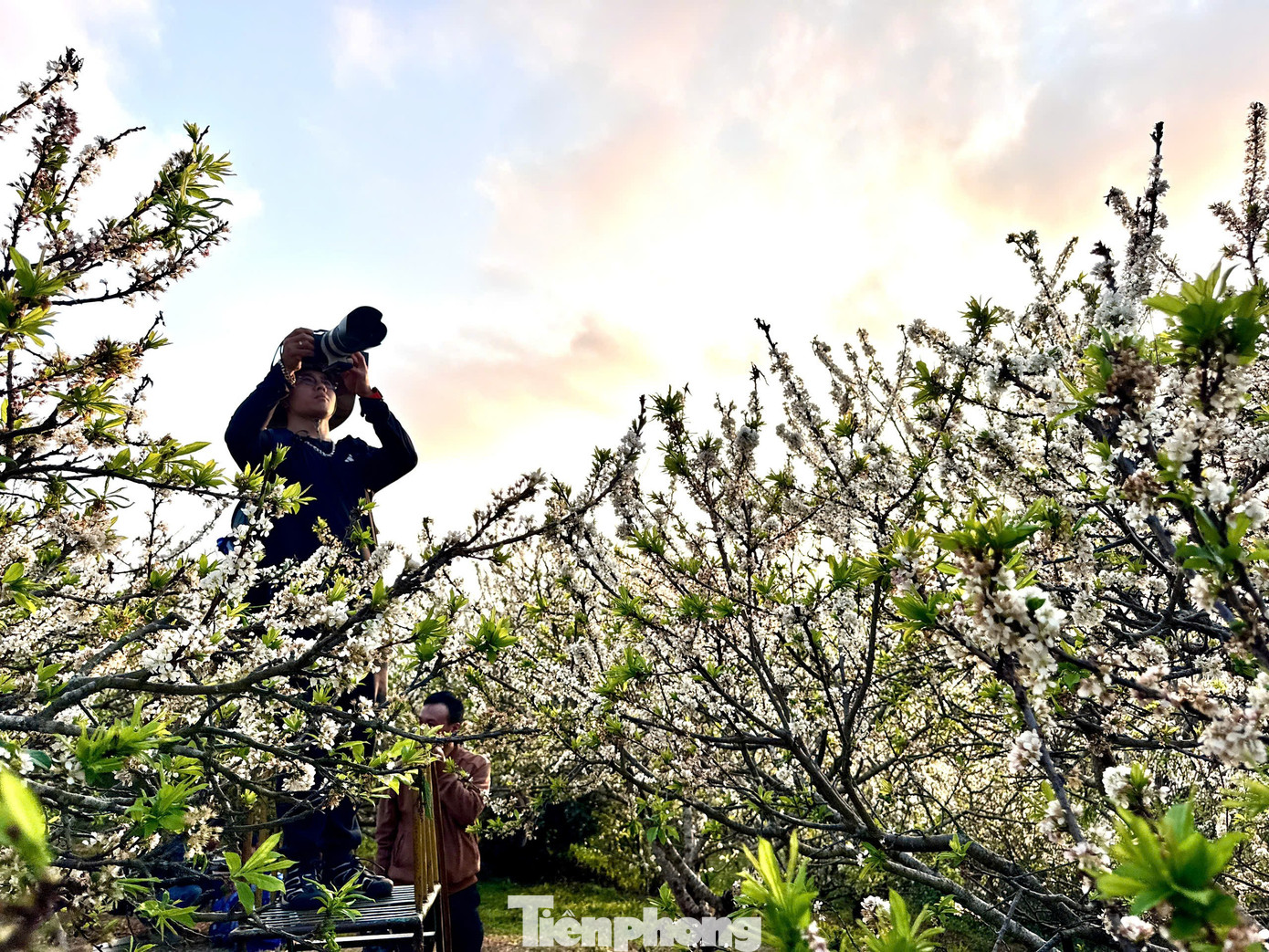 Kiếm bộn tiền nhờ dịch vụ &ldquo;sống ảo&rdquo; ăn theo m&ugrave;a hoa Mộc Ch&acirc;u- Ảnh 11.
