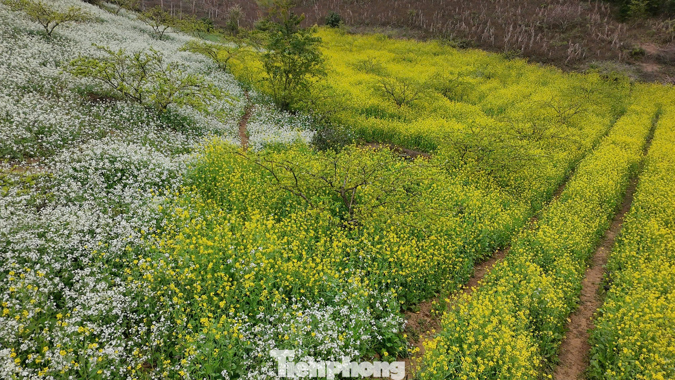 Kiếm bộn tiền nhờ dịch vụ &ldquo;sống ảo&rdquo; ăn theo m&ugrave;a hoa Mộc Ch&acirc;u- Ảnh 4.