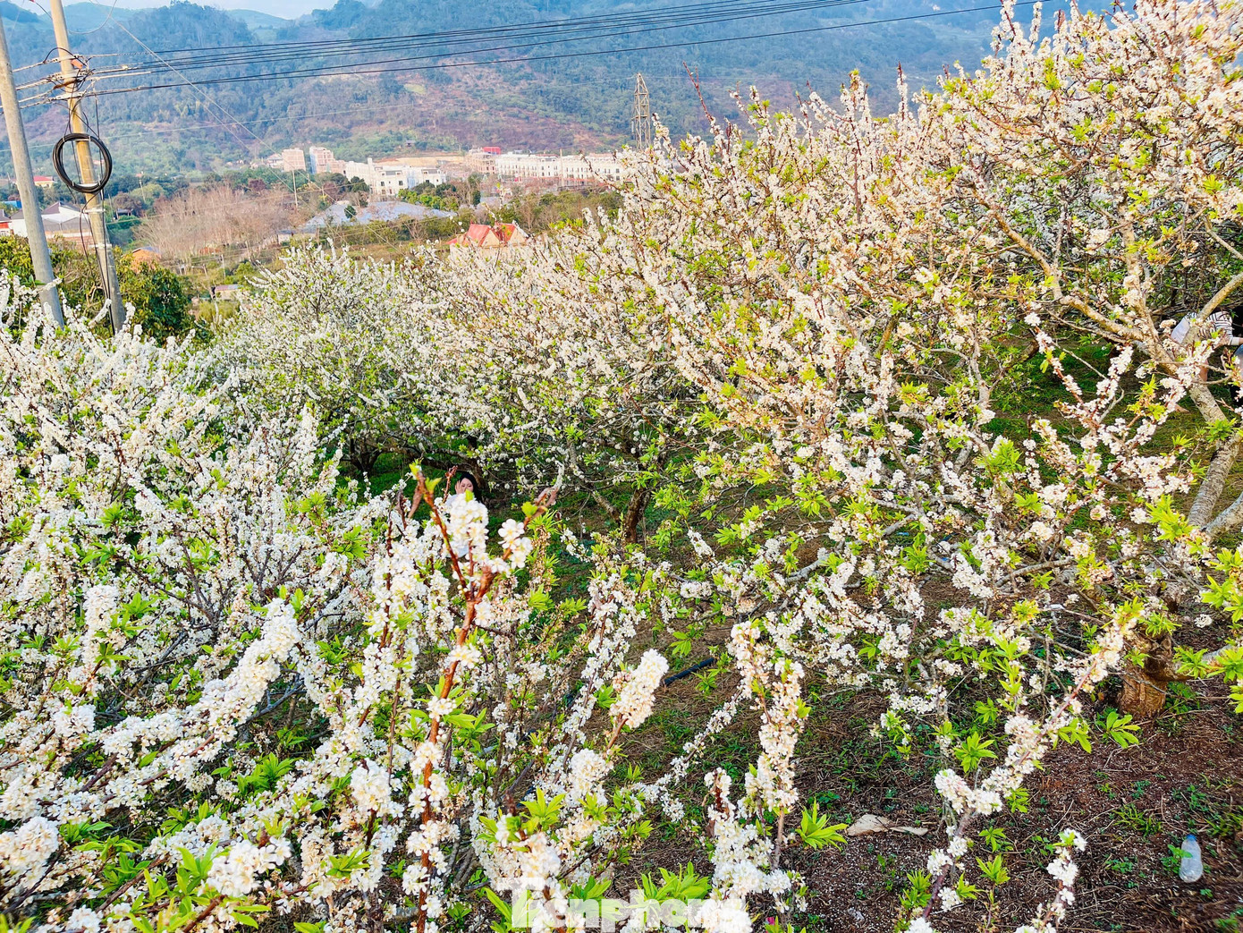 Kiếm bộn tiền nhờ dịch vụ &ldquo;sống ảo&rdquo; ăn theo m&ugrave;a hoa Mộc Ch&acirc;u- Ảnh 22.