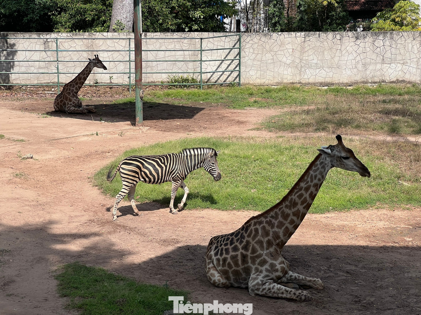 Thảo Cầm Vi&ecirc;n S&agrave;i G&ograve;n chật k&iacute;n người du xu&acirc;n- Ảnh 9.