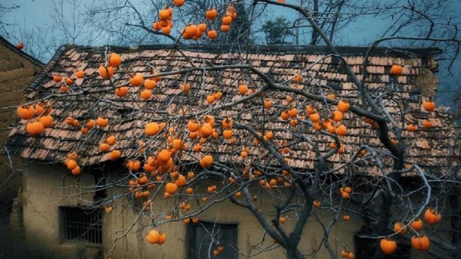 3 loại c&acirc;y trồng năm B&iacute;nh Ngọ mang lộc v&agrave;o nh&agrave;, l&agrave; thuốc d&ugrave;ng quanh năm- Ảnh 1.