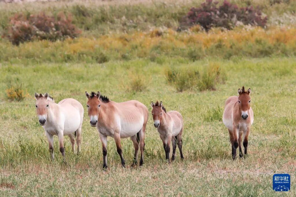 B&iacute; ẩn giật m&igrave;nh ph&iacute;a sau kiếp l&agrave;m thu&ecirc; của lo&agrave;i ngựa: Ch&uacute;ng biết đọc t&acirc;m tr&iacute; con người!- Ảnh 2.