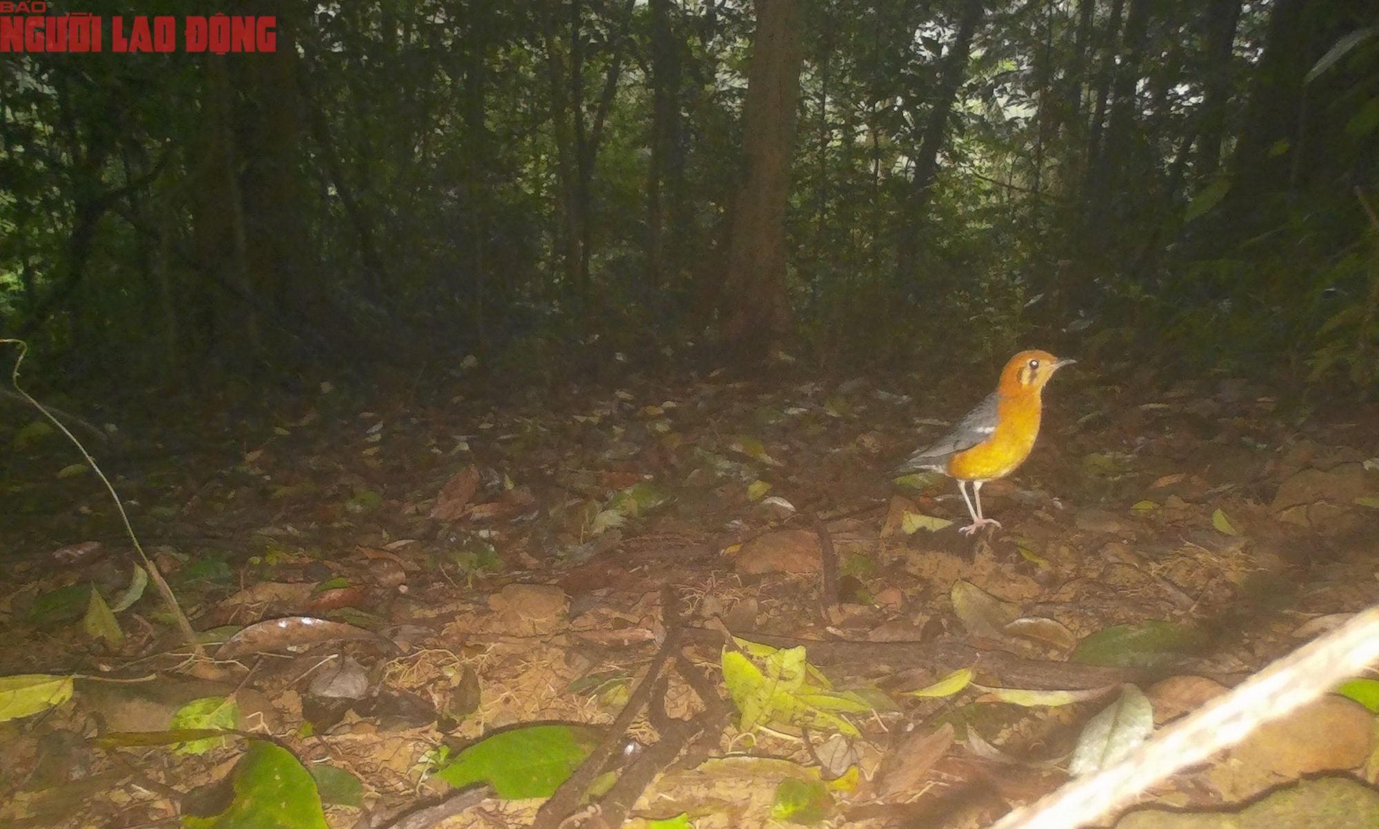 Loạt chim qu&yacute; vừa mới ph&aacute;t hiện ở Quảng Trị- Ảnh 1.