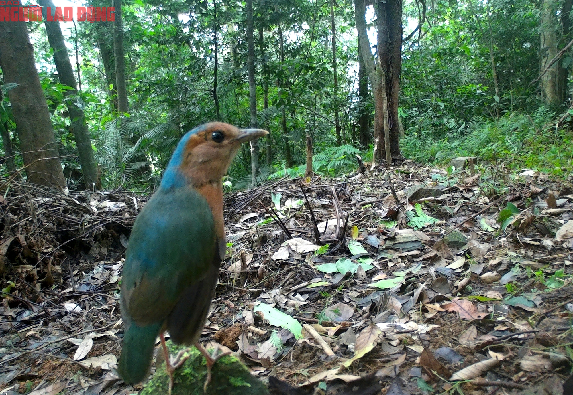 Loạt chim qu&yacute; vừa mới ph&aacute;t hiện ở Quảng Trị- Ảnh 2.