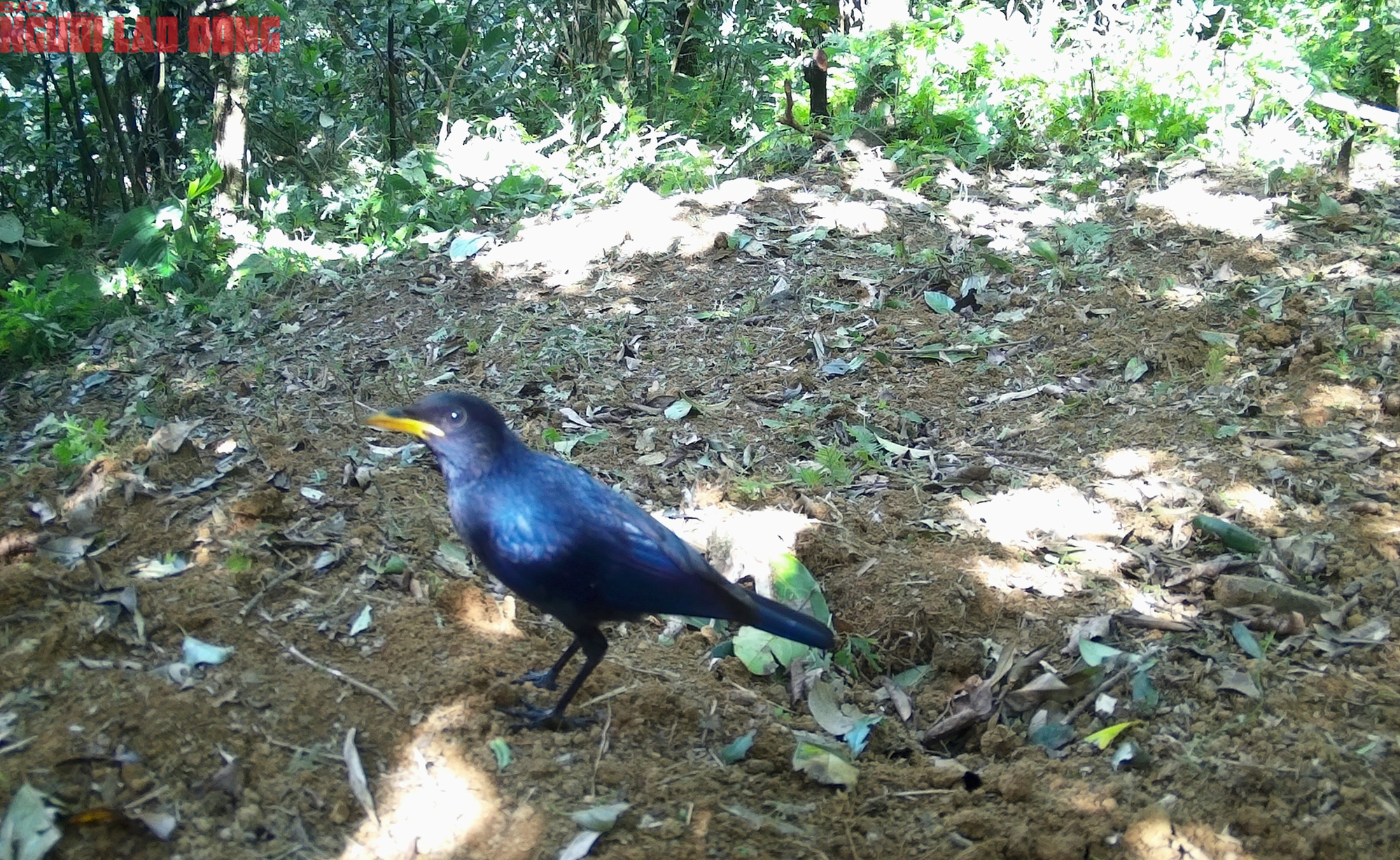 Loạt chim qu&yacute; vừa mới ph&aacute;t hiện ở Quảng Trị- Ảnh 3.