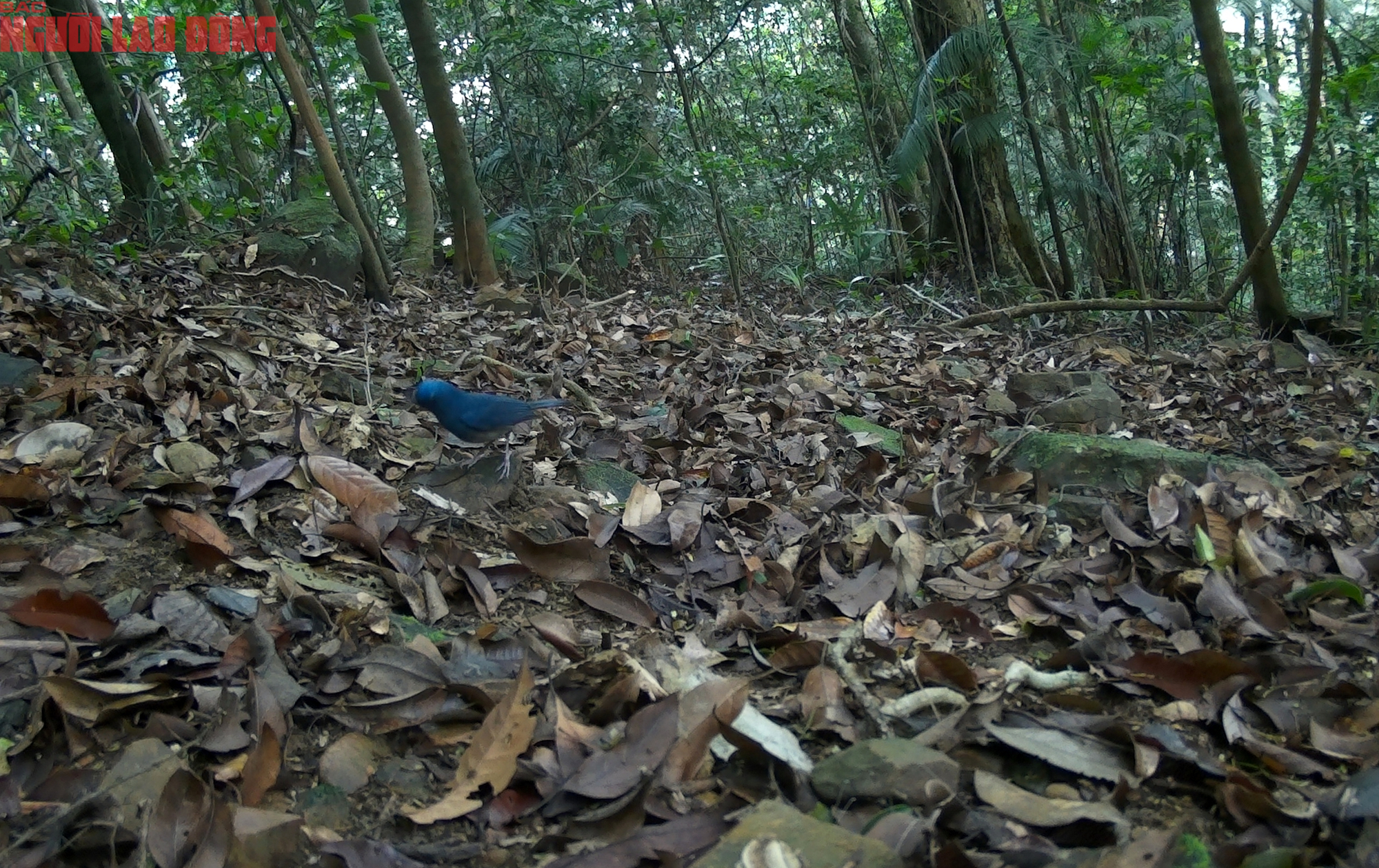 Loạt chim qu&yacute; vừa mới ph&aacute;t hiện ở Quảng Trị- Ảnh 4.