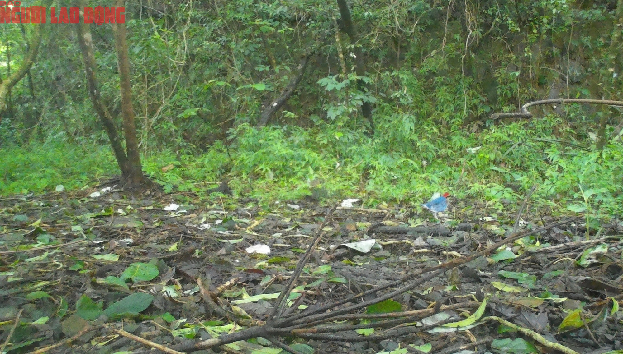 Loạt chim qu&yacute; vừa mới ph&aacute;t hiện ở Quảng Trị- Ảnh 5.