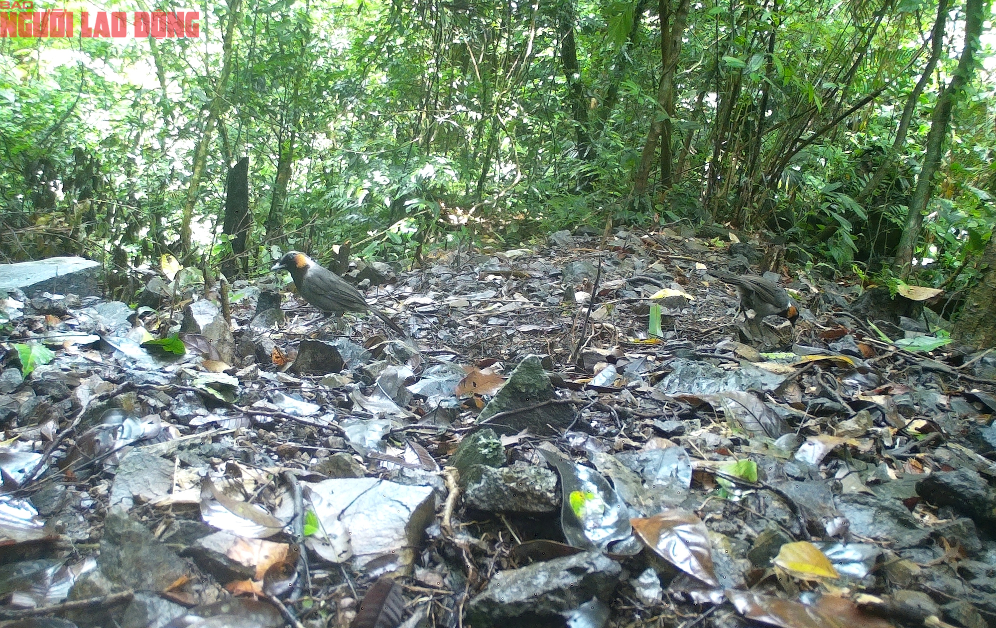 Loạt chim qu&yacute; vừa mới ph&aacute;t hiện ở Quảng Trị- Ảnh 6.