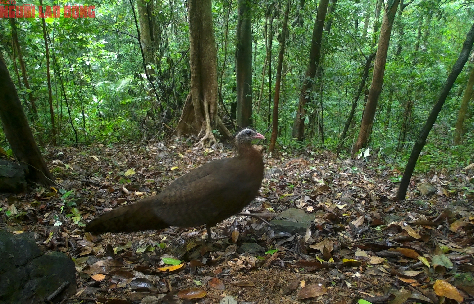 Loạt chim qu&yacute; vừa mới ph&aacute;t hiện ở Quảng Trị- Ảnh 7.