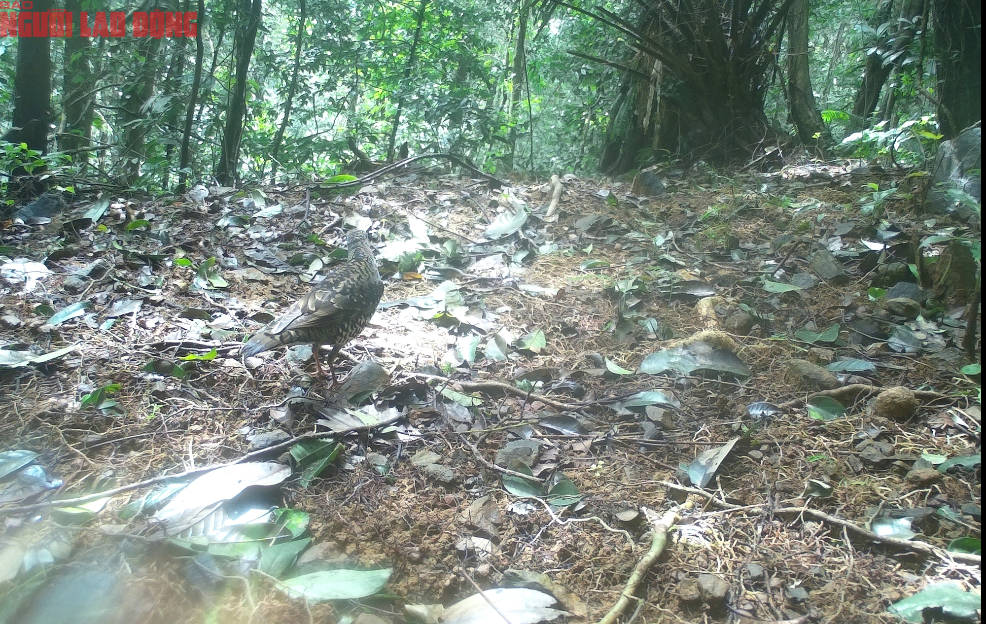 Loạt chim qu&yacute; vừa mới ph&aacute;t hiện ở Quảng Trị- Ảnh 8.