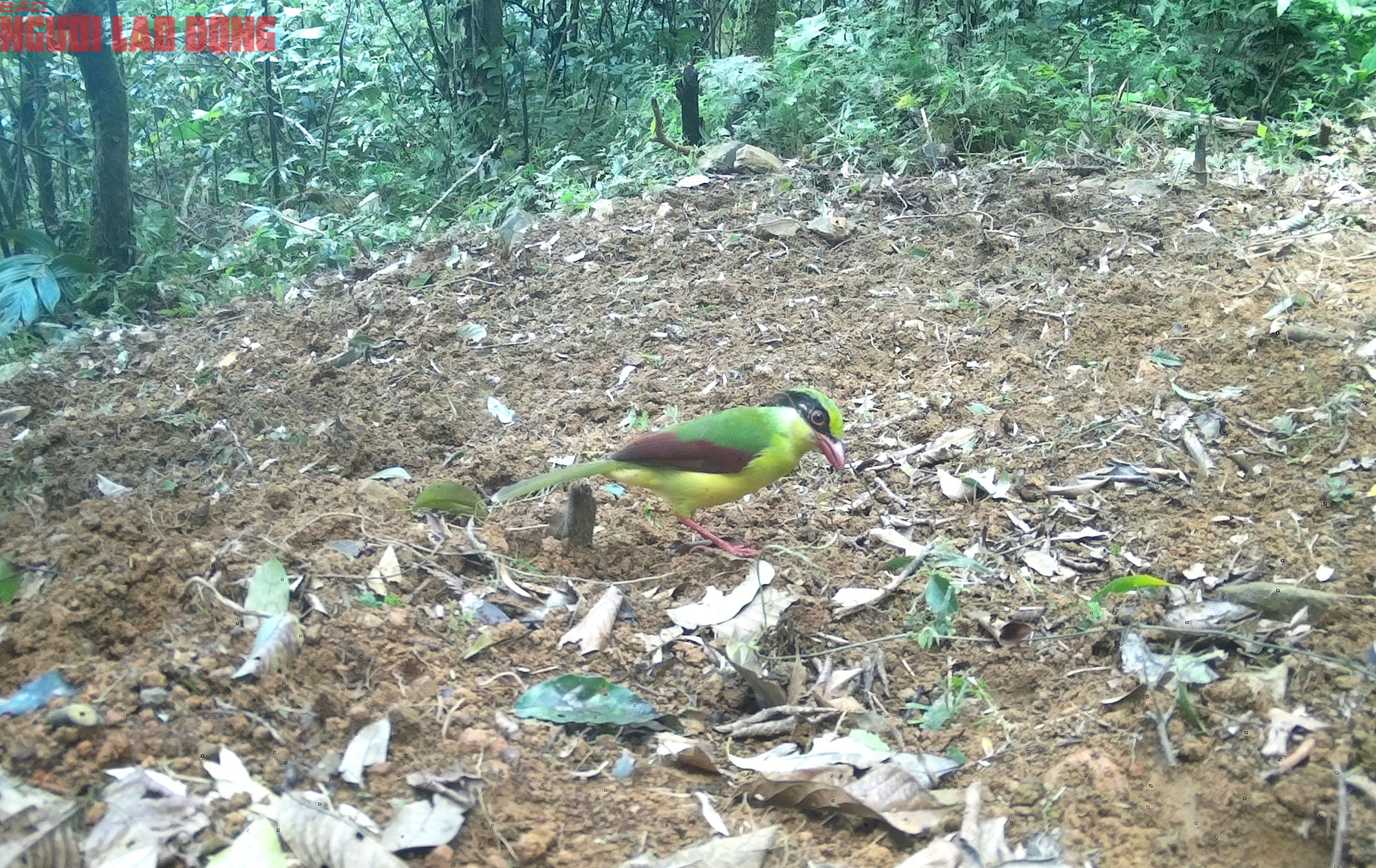 Loạt chim qu&yacute; vừa mới ph&aacute;t hiện ở Quảng Trị- Ảnh 9.