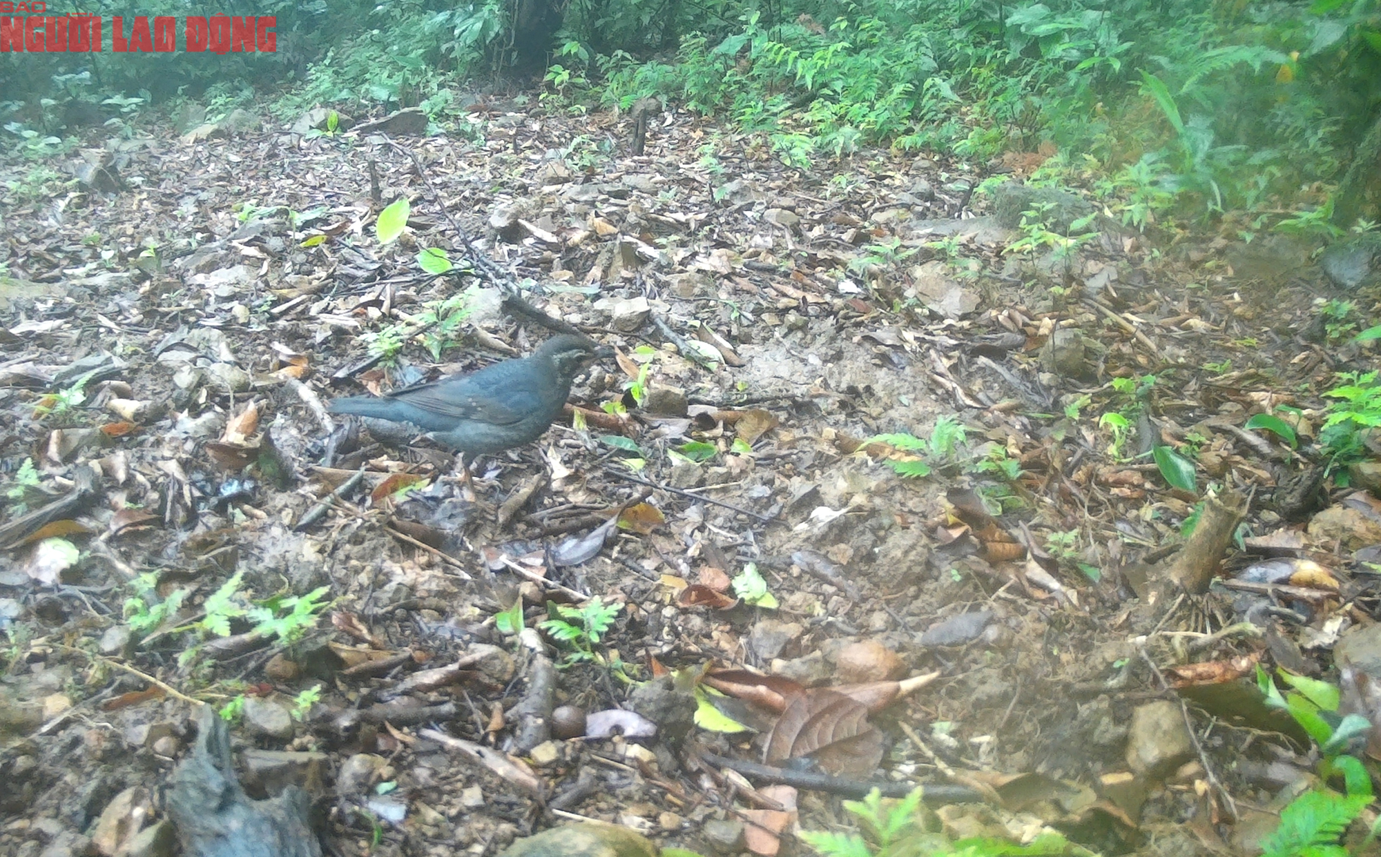 Loạt chim qu&yacute; vừa mới ph&aacute;t hiện ở Quảng Trị- Ảnh 10.