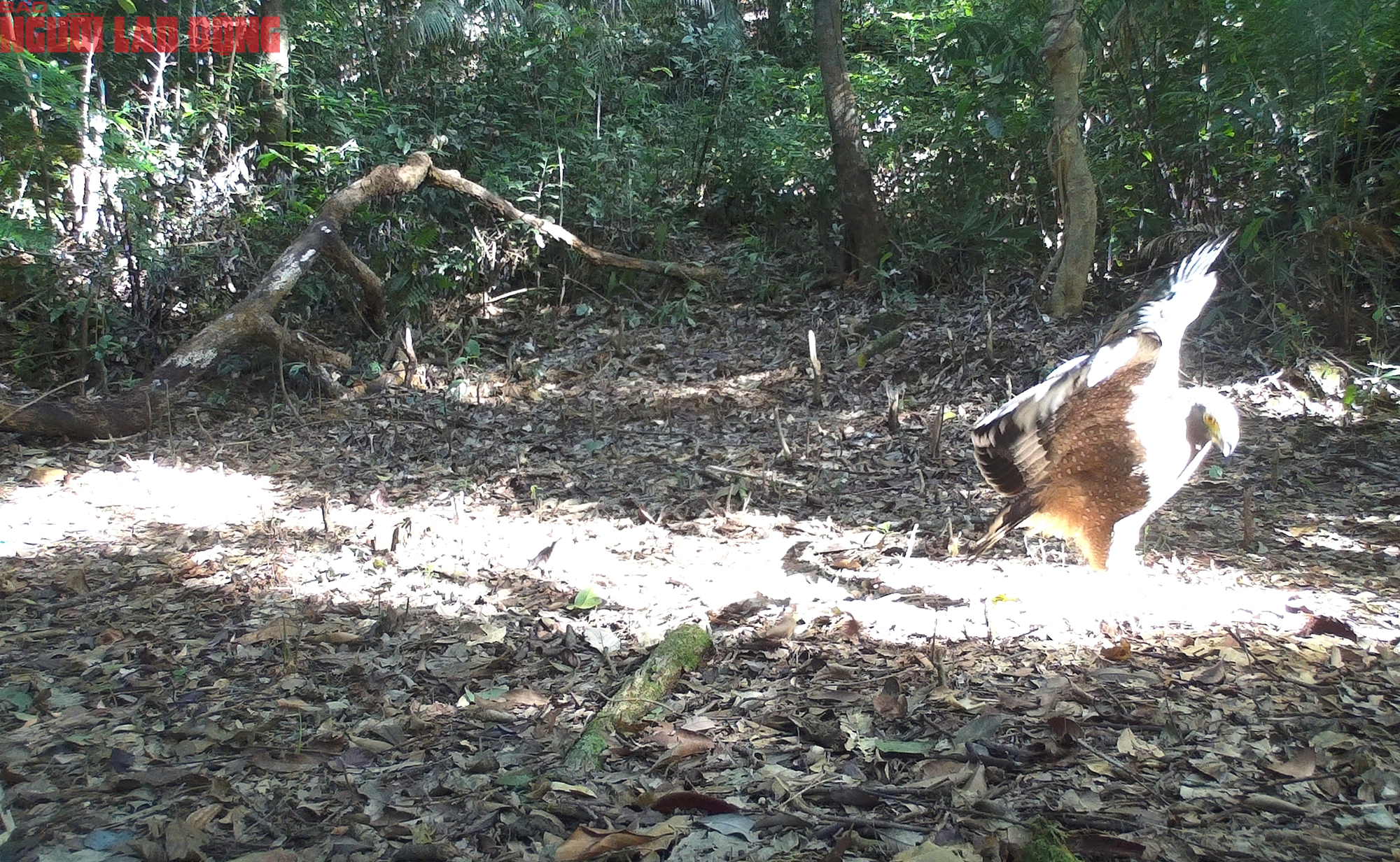 Loạt chim qu&yacute; vừa mới ph&aacute;t hiện ở Quảng Trị- Ảnh 11.