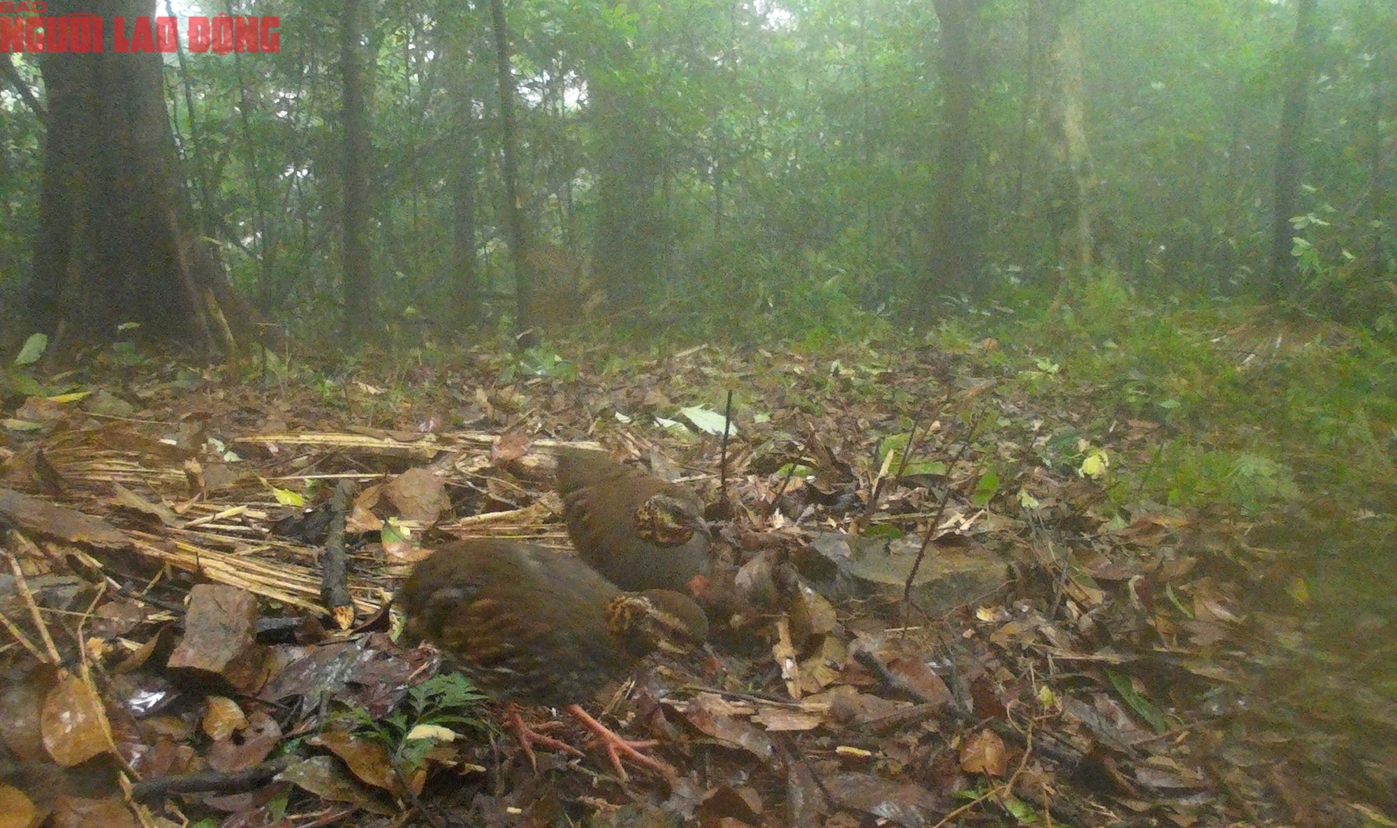 Loạt chim qu&yacute; vừa mới ph&aacute;t hiện ở Quảng Trị- Ảnh 13.