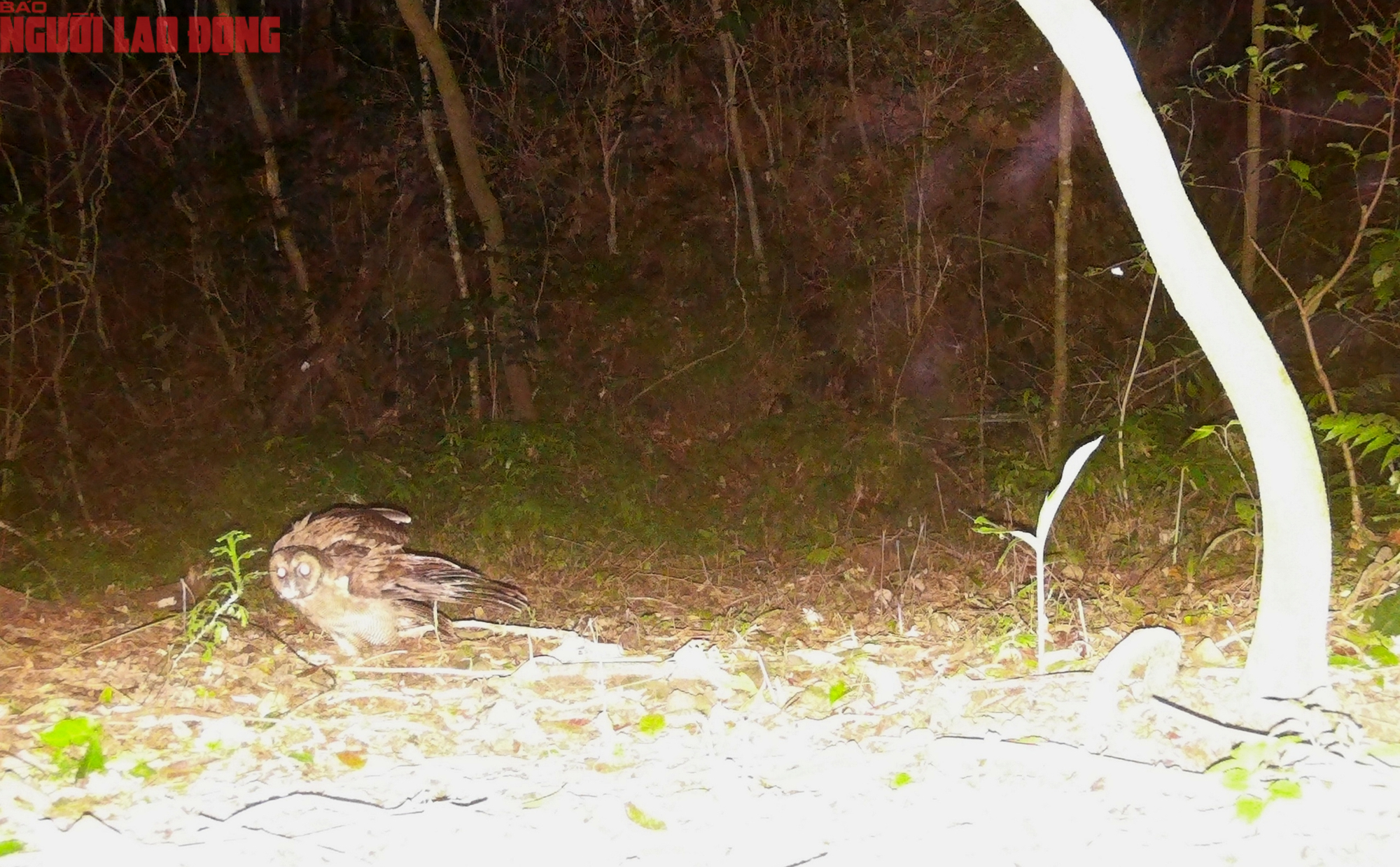 Loạt chim qu&yacute; vừa mới ph&aacute;t hiện ở Quảng Trị- Ảnh 14.