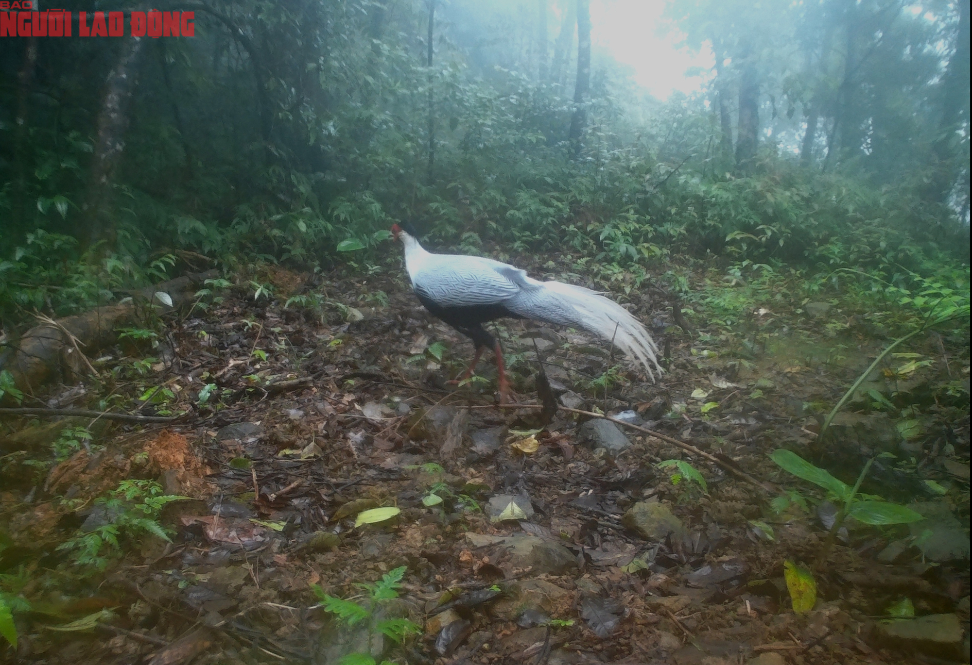 Loạt chim qu&yacute; vừa mới ph&aacute;t hiện ở Quảng Trị- Ảnh 15.