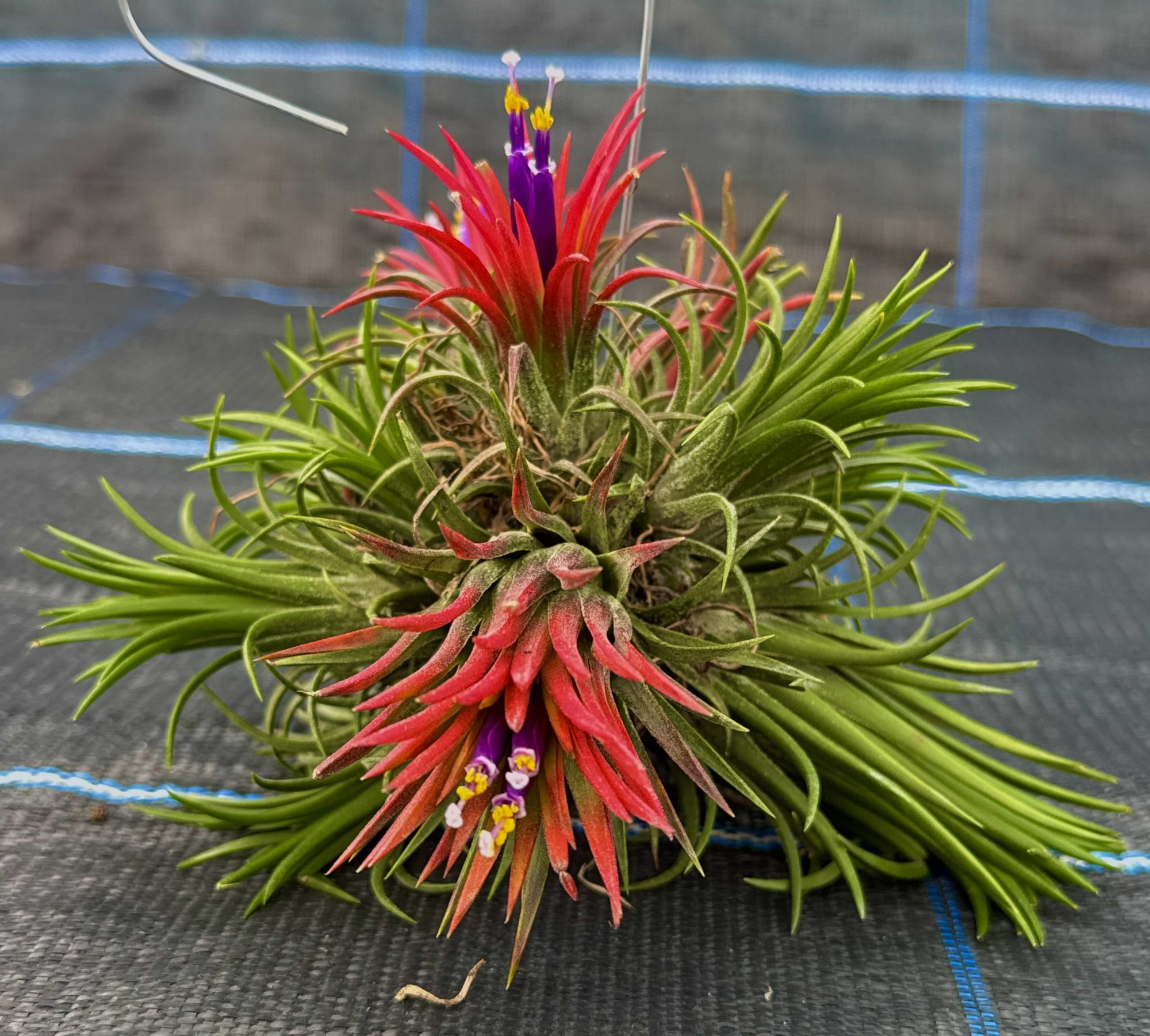 7 loại c&acirc;y h&uacute;t ẩm, ngăn nấm mốc n&ecirc;n trồng trong nh&agrave; ngay b&acirc;y giờ- Ảnh 1.