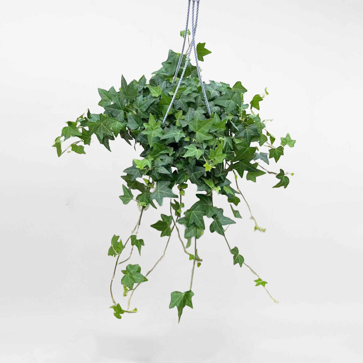 7 loại c&acirc;y h&uacute;t ẩm, ngăn nấm mốc n&ecirc;n trồng trong nh&agrave; ngay b&acirc;y giờ- Ảnh 3.