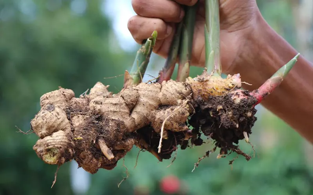 Loại củ d&acirc;n d&atilde; ở Việt Nam được thế giới ca ngợi l&agrave; &ldquo;thần dược&rdquo; hỗ trợ phục hồi sau khi uống rượu- Ảnh 1.