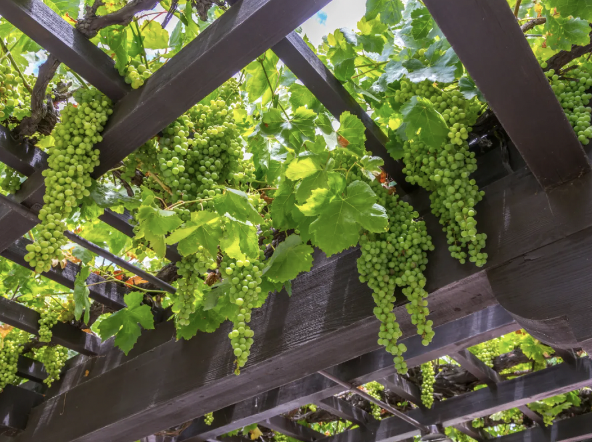 3 loại c&acirc;y n&ecirc;n trồng trước cổng nh&agrave; năm B&iacute;nh Ngọ để đ&oacute;n t&agrave;i lộc, vượng kh&iacute;- Ảnh 2.