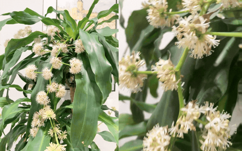 Trồng cả chục năm mới nở một lần: C&acirc;y thiết mộc lan bất ngờ trổ hoa thơm ng&aacute;t giữa đ&ecirc;m v&agrave; 4 điềm b&aacute;o hưng vượng cho gia chủ- Ảnh 1.