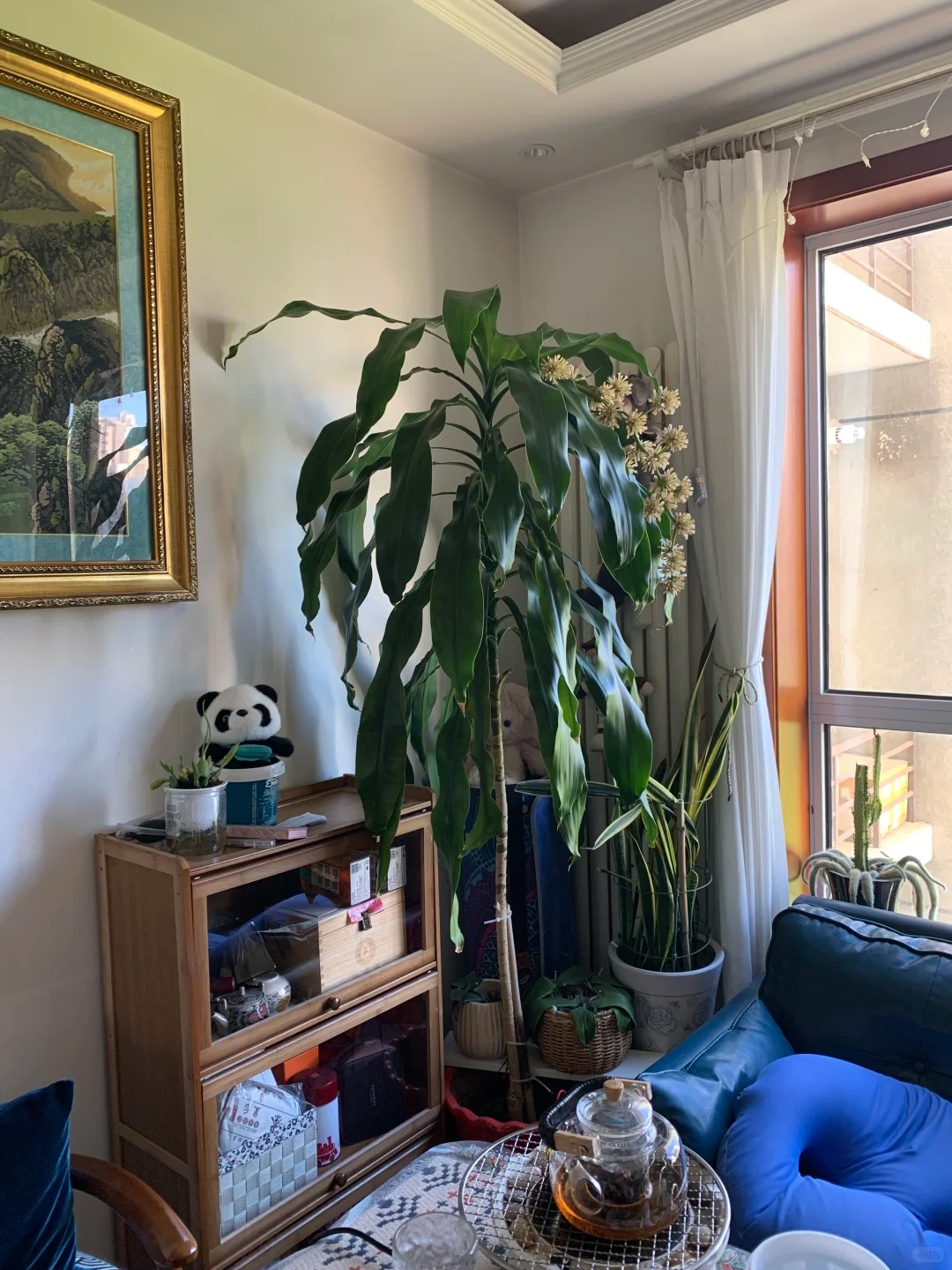 Trồng cả chục năm mới nở một lần: C&acirc;y thiết mộc lan bất ngờ trổ hoa thơm ng&aacute;t giữa đ&ecirc;m v&agrave; 4 điềm b&aacute;o hưng vượng cho gia chủ- Ảnh 9.