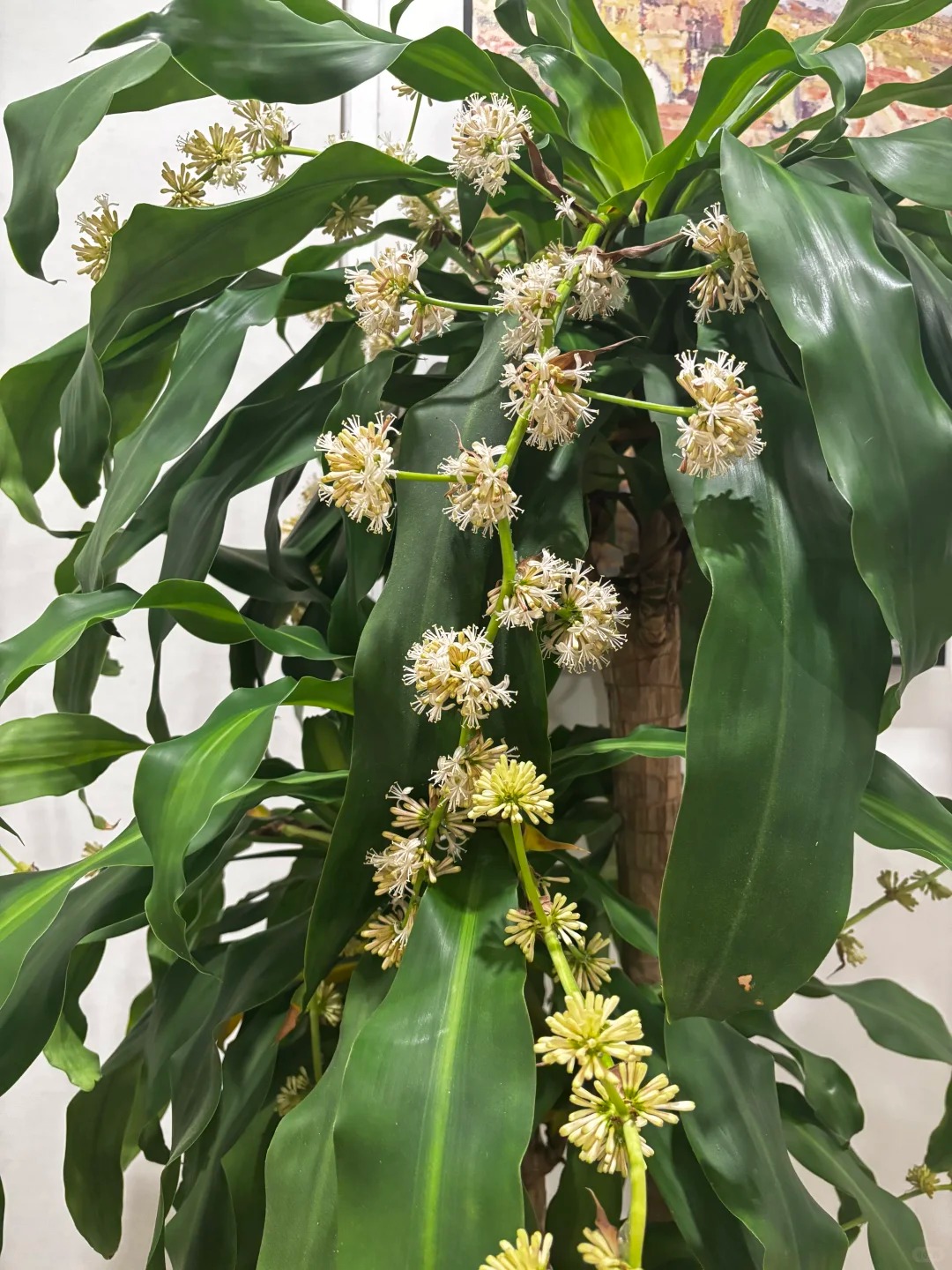 Trồng cả chục năm mới nở một lần: C&acirc;y thiết mộc lan bất ngờ trổ hoa thơm ng&aacute;t giữa đ&ecirc;m v&agrave; 4 điềm b&aacute;o hưng vượng cho gia chủ- Ảnh 4.