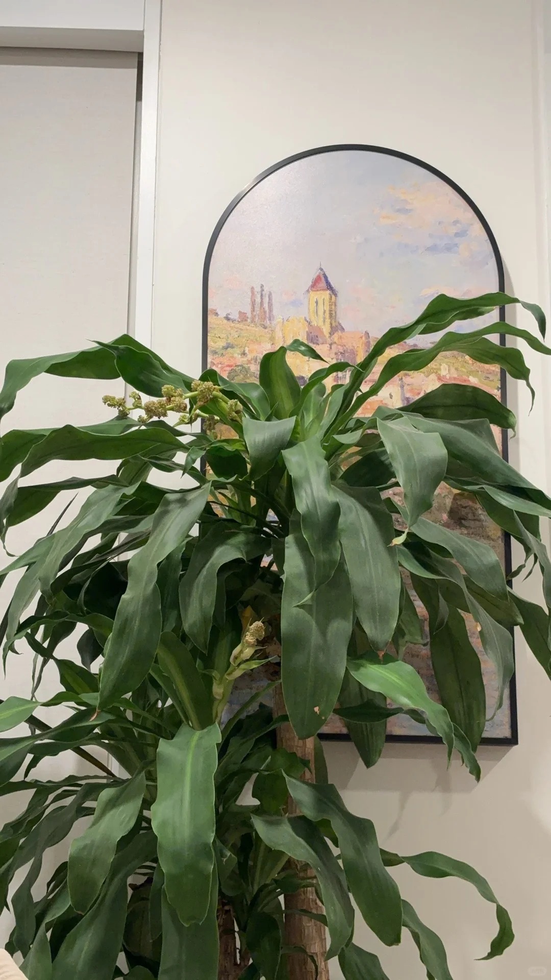 Trồng cả chục năm mới nở một lần: C&acirc;y thiết mộc lan bất ngờ trổ hoa thơm ng&aacute;t giữa đ&ecirc;m v&agrave; 4 điềm b&aacute;o hưng vượng cho gia chủ- Ảnh 5.