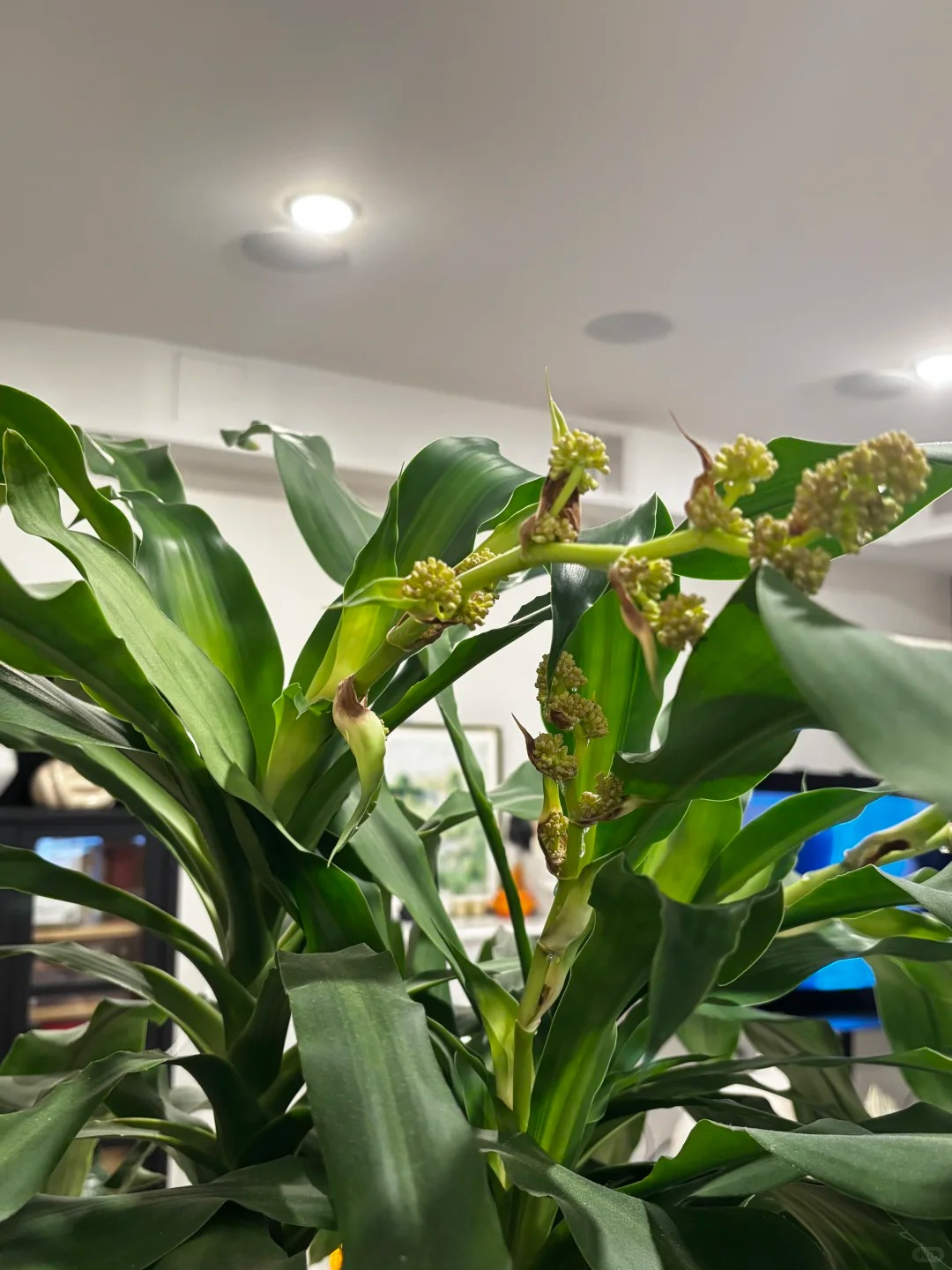 Trồng cả chục năm mới nở một lần: C&acirc;y thiết mộc lan bất ngờ trổ hoa thơm ng&aacute;t giữa đ&ecirc;m v&agrave; 4 điềm b&aacute;o hưng vượng cho gia chủ- Ảnh 6.