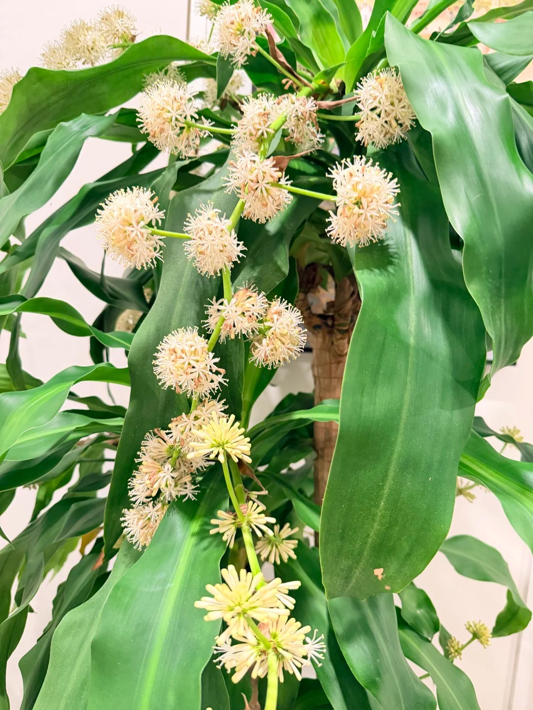 Trồng cả chục năm mới nở một lần: C&acirc;y thiết mộc lan bất ngờ trổ hoa thơm ng&aacute;t giữa đ&ecirc;m v&agrave; 4 điềm b&aacute;o hưng vượng cho gia chủ- Ảnh 7.