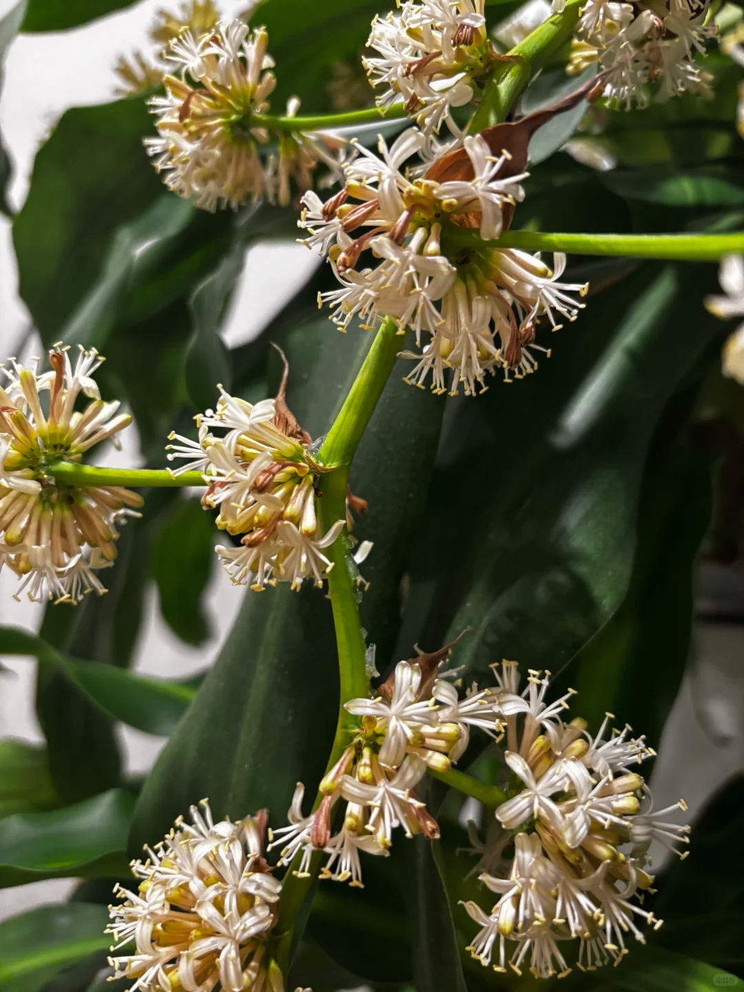 Trồng cả chục năm mới nở một lần: C&acirc;y thiết mộc lan bất ngờ trổ hoa thơm ng&aacute;t giữa đ&ecirc;m v&agrave; 4 điềm b&aacute;o hưng vượng cho gia chủ- Ảnh 12.