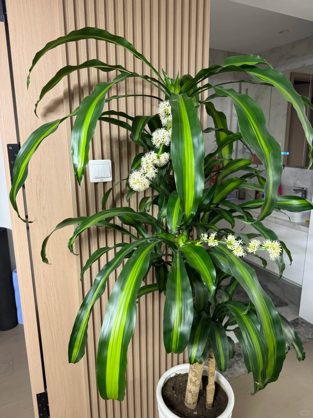 Trồng cả chục năm mới nở một lần: C&acirc;y thiết mộc lan bất ngờ trổ hoa thơm ng&aacute;t giữa đ&ecirc;m v&agrave; 4 điềm b&aacute;o hưng vượng cho gia chủ- Ảnh 10.