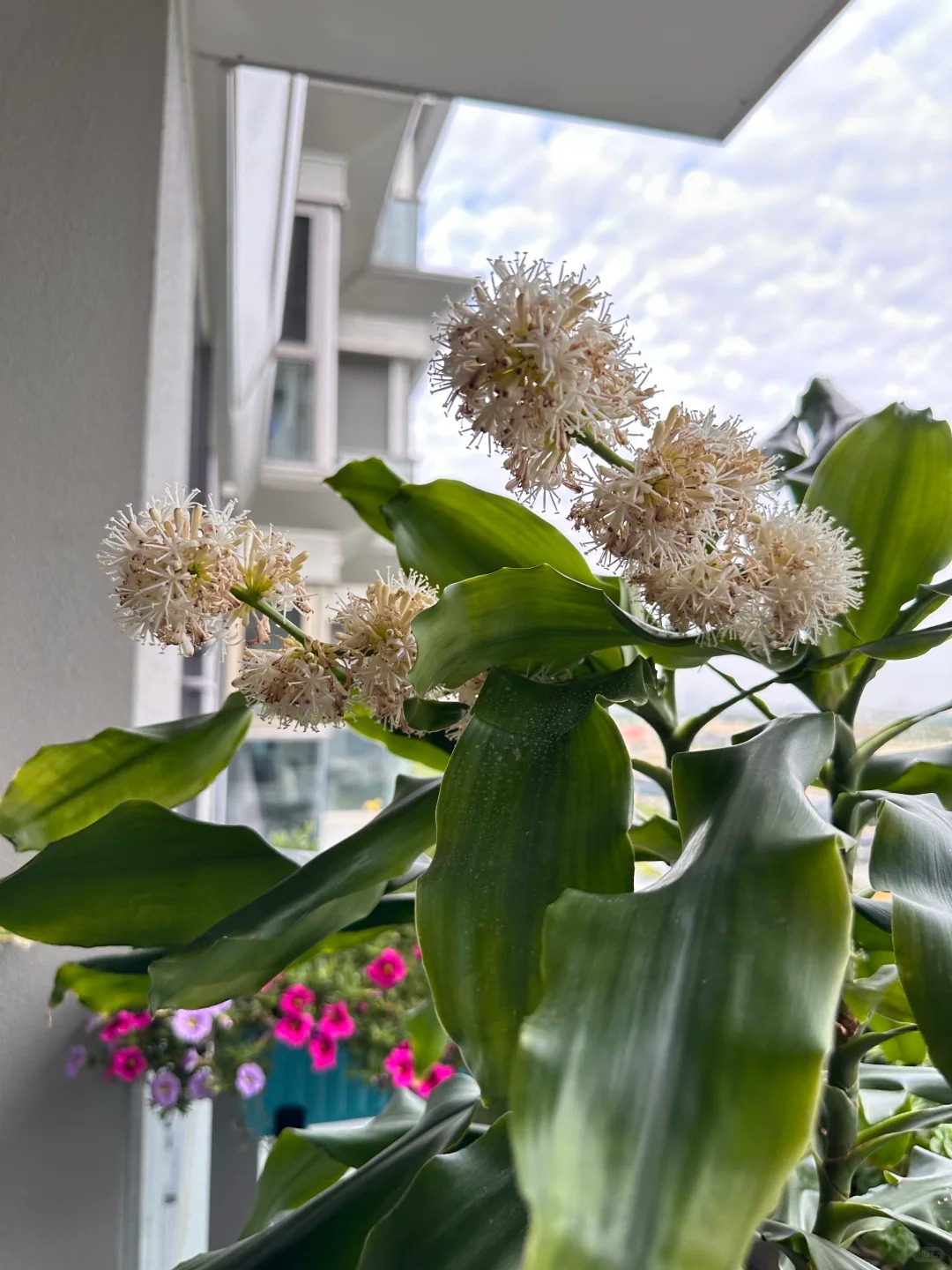 Trồng cả chục năm mới nở một lần: C&acirc;y thiết mộc lan bất ngờ trổ hoa thơm ng&aacute;t giữa đ&ecirc;m v&agrave; 4 điềm b&aacute;o hưng vượng cho gia chủ- Ảnh 11.