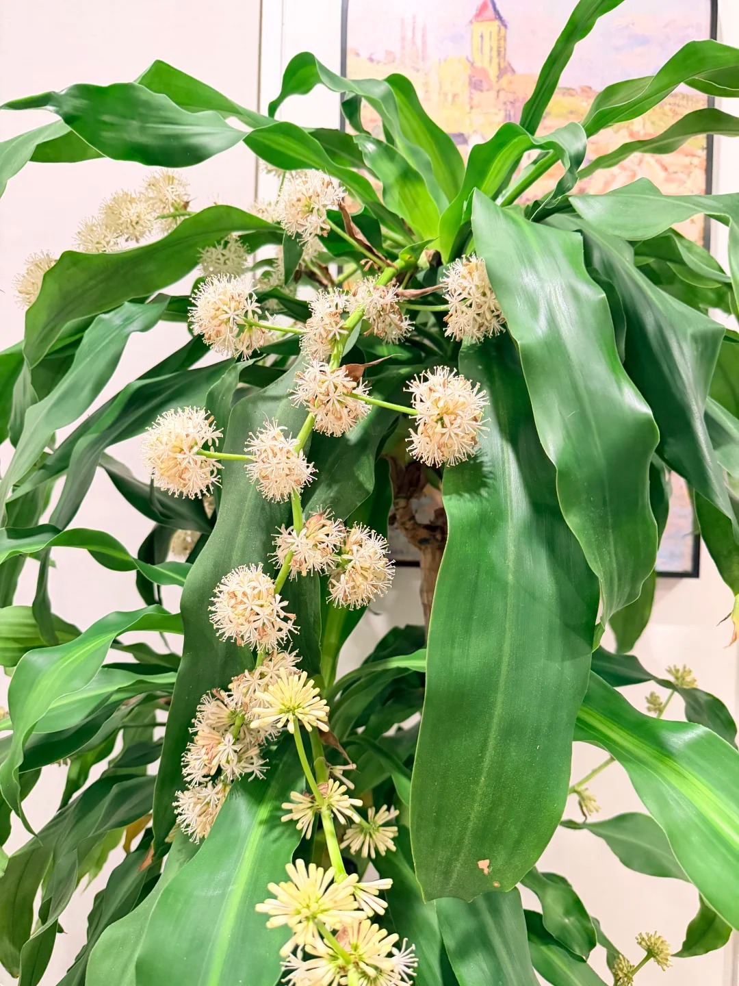 Trồng cả chục năm mới nở một lần: C&acirc;y thiết mộc lan bất ngờ trổ hoa thơm ng&aacute;t giữa đ&ecirc;m v&agrave; 4 điềm b&aacute;o hưng vượng cho gia chủ- Ảnh 2.