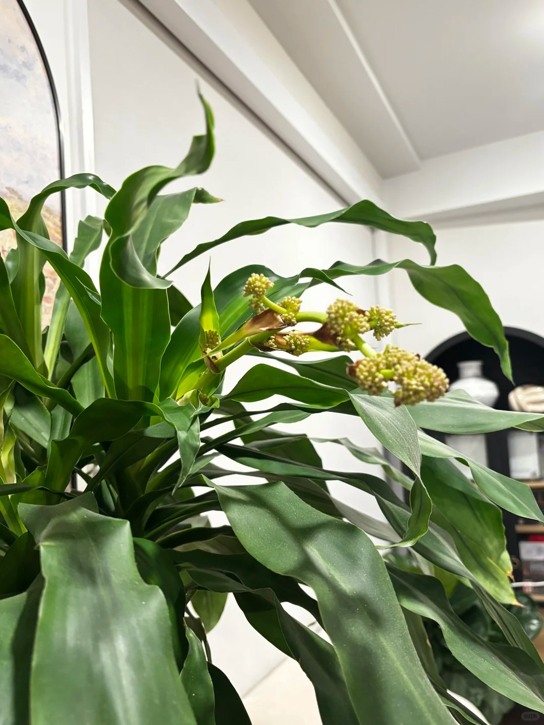 Trồng cả chục năm mới nở một lần: C&acirc;y thiết mộc lan bất ngờ trổ hoa thơm ng&aacute;t giữa đ&ecirc;m v&agrave; 4 điềm b&aacute;o hưng vượng cho gia chủ- Ảnh 3.