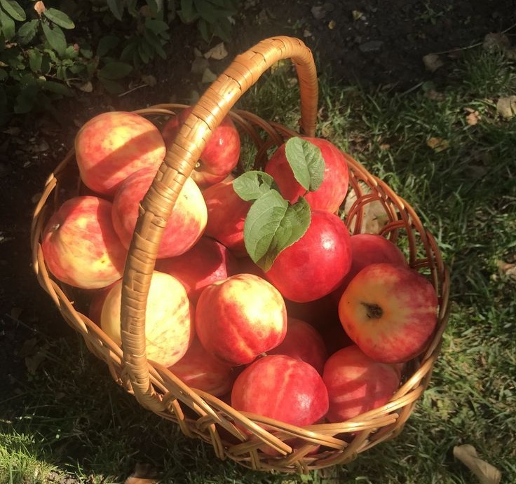 Kh&oacute; đại tiện v&igrave; ăn qu&aacute; nhiều thịt c&aacute; dịp nghỉ Tết? 5 loại tr&aacute;i c&acirc;y l&agrave; "thuốc b&ocirc;i trơn đường ruột", loại đầu bảng n&ecirc;n ăn cả vỏ- Ảnh 2.