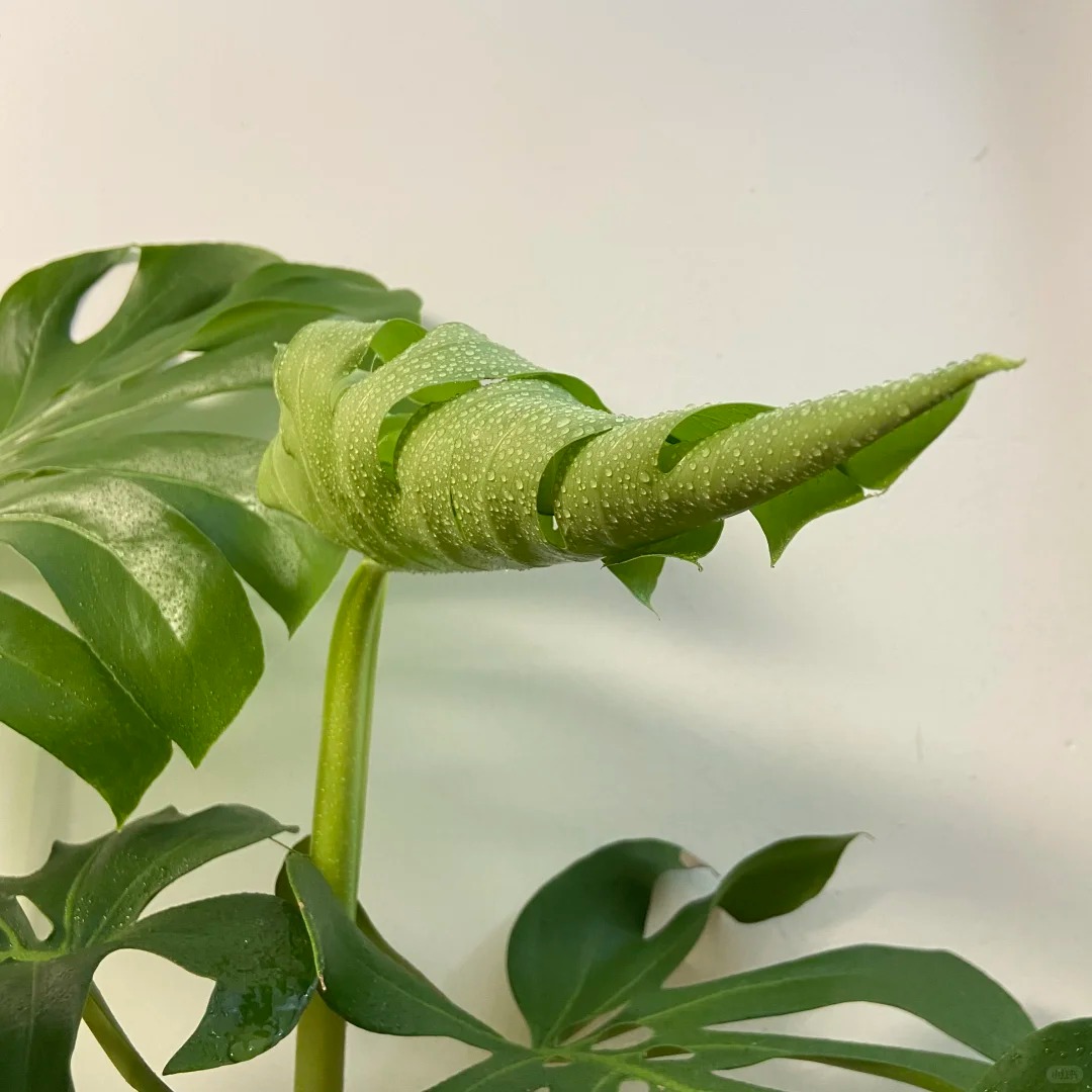 Mẹ t&ocirc;i duy tr&igrave; 10 th&oacute;i quen trước khi ngủ suốt 30 năm: S&aacute;ng n&agrave;o cũng bắt đầu nhẹ t&ecirc;nh, kh&ocirc;ng vội v&atilde;- Ảnh 8.