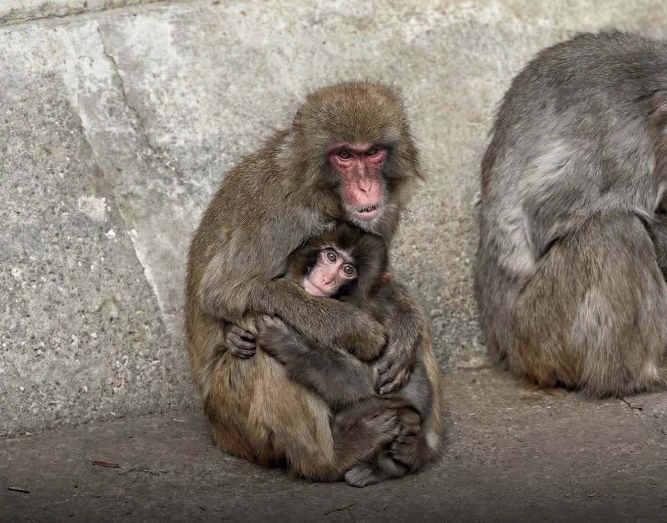 Ch&uacute; khỉ Punch m&agrave; cả thế giới đang quan t&acirc;m cuối c&ugrave;ng đ&atilde; được &ocirc;m rồi!- Ảnh 3.