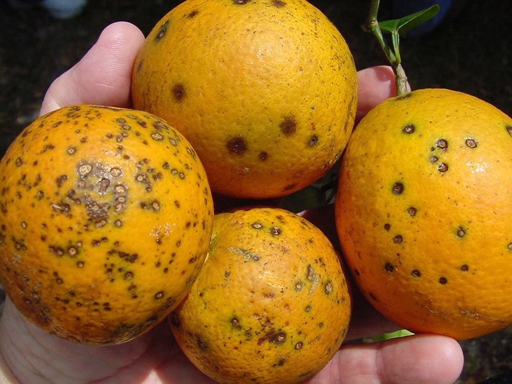 Qua mùng 7 Tết: 3 thứ trên bàn thờ nên thay ngay kẻo bề trên giận dữ, dễ xui cả năm- Ảnh 3. Qua mùng 7 Tết: 3 thứ trên bàn thờ nên thay ngay kẻo bề trên giận dữ, dễ xui cả năm- Ảnh 3.