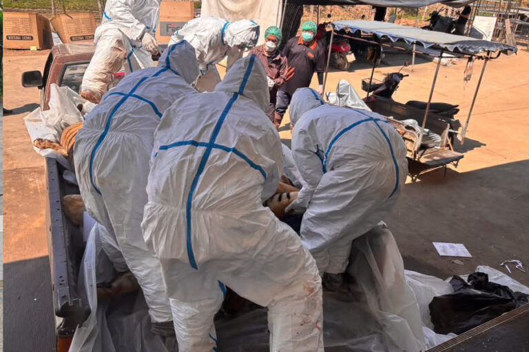 72 con hổ chết v&igrave; dịch bệnh tại Th&aacute;i Lan, 108 người từng tiếp x&uacute;c đang được theo d&otilde;i sức khỏe- Ảnh 2.