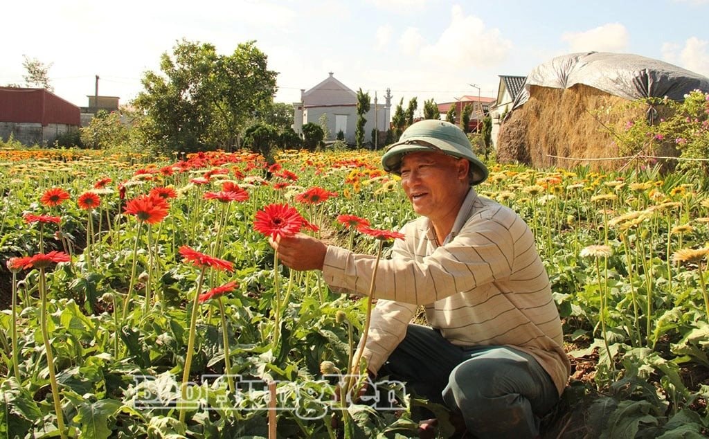 Anh n&ocirc;ng d&acirc;n l&atilde;i 1,2 tỷ đồng từ lo&agrave;i hoa hễ h&eacute; nụ l&agrave; c&oacute; người tới "cướp"- Ảnh 1.