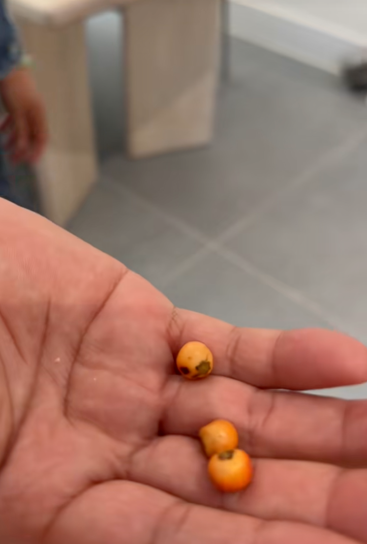 Tr&ugrave;m cuối "d&acirc;u h&agrave;o m&ocirc;n" Tuấn Dương h&igrave; hục cắm lọ hoa 20 triệu để chưng Tết, vẫn bị "b&aacute;nh b&egrave;o" Suli bẻ l&aacute;, vặt hoa kh&ocirc;ng thương tiếc- Ảnh 4.