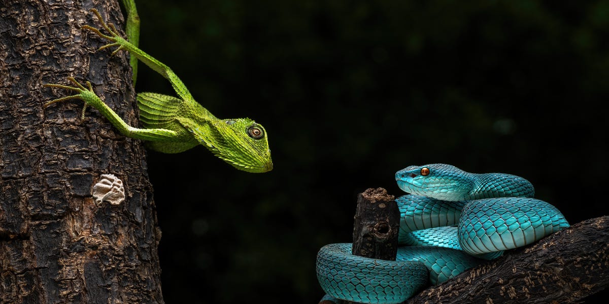 Đừng vội tin v&agrave;o mắt m&igrave;nh, h&agrave;ng ng&agrave;n lo&agrave;i động vật đang đội lốt nhau để che giấu th&acirc;n phận thật sự- Ảnh 2.