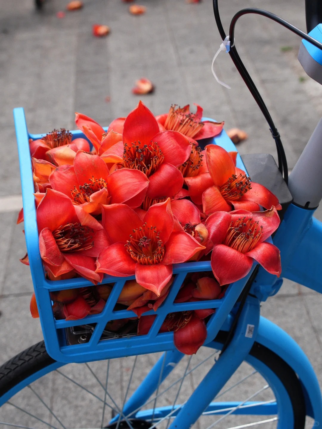 V&igrave; sao hoa gạo thắp lửa đỏ rực cả g&oacute;c trời nhưng người xưa dặn tuyệt đối kh&ocirc;ng trồng s&aacute;t nh&agrave; hay cắm l&agrave;m cảnh?- Ảnh 25.