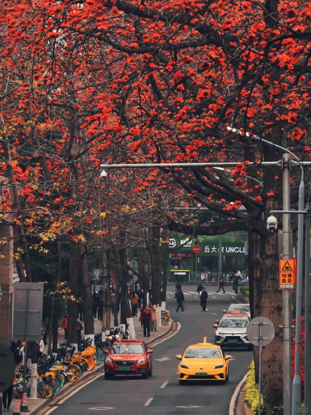 V&igrave; sao hoa gạo thắp lửa đỏ rực cả g&oacute;c trời nhưng người xưa dặn tuyệt đối kh&ocirc;ng trồng s&aacute;t nh&agrave; hay cắm l&agrave;m cảnh?- Ảnh 22.