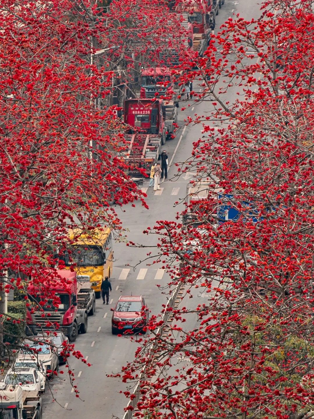 V&igrave; sao hoa gạo thắp lửa đỏ rực cả g&oacute;c trời nhưng người xưa dặn tuyệt đối kh&ocirc;ng trồng s&aacute;t nh&agrave; hay cắm l&agrave;m cảnh?- Ảnh 24.