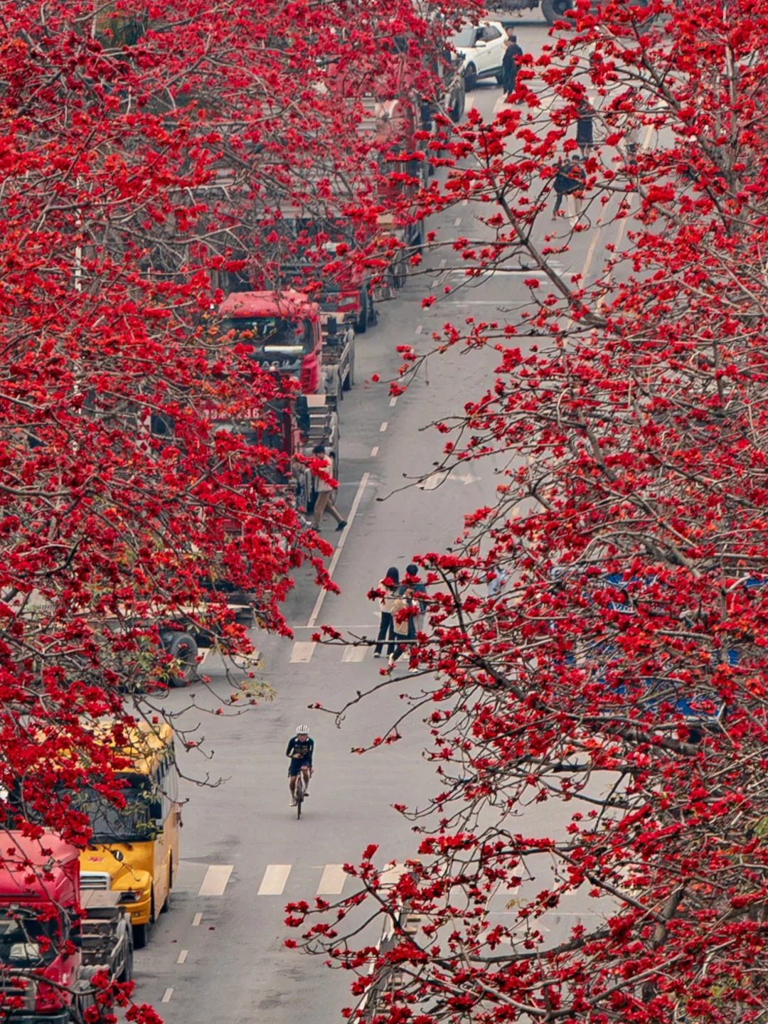 V&igrave; sao hoa gạo thắp lửa đỏ rực cả g&oacute;c trời nhưng người xưa dặn tuyệt đối kh&ocirc;ng trồng s&aacute;t nh&agrave; hay cắm l&agrave;m cảnh?- Ảnh 14.