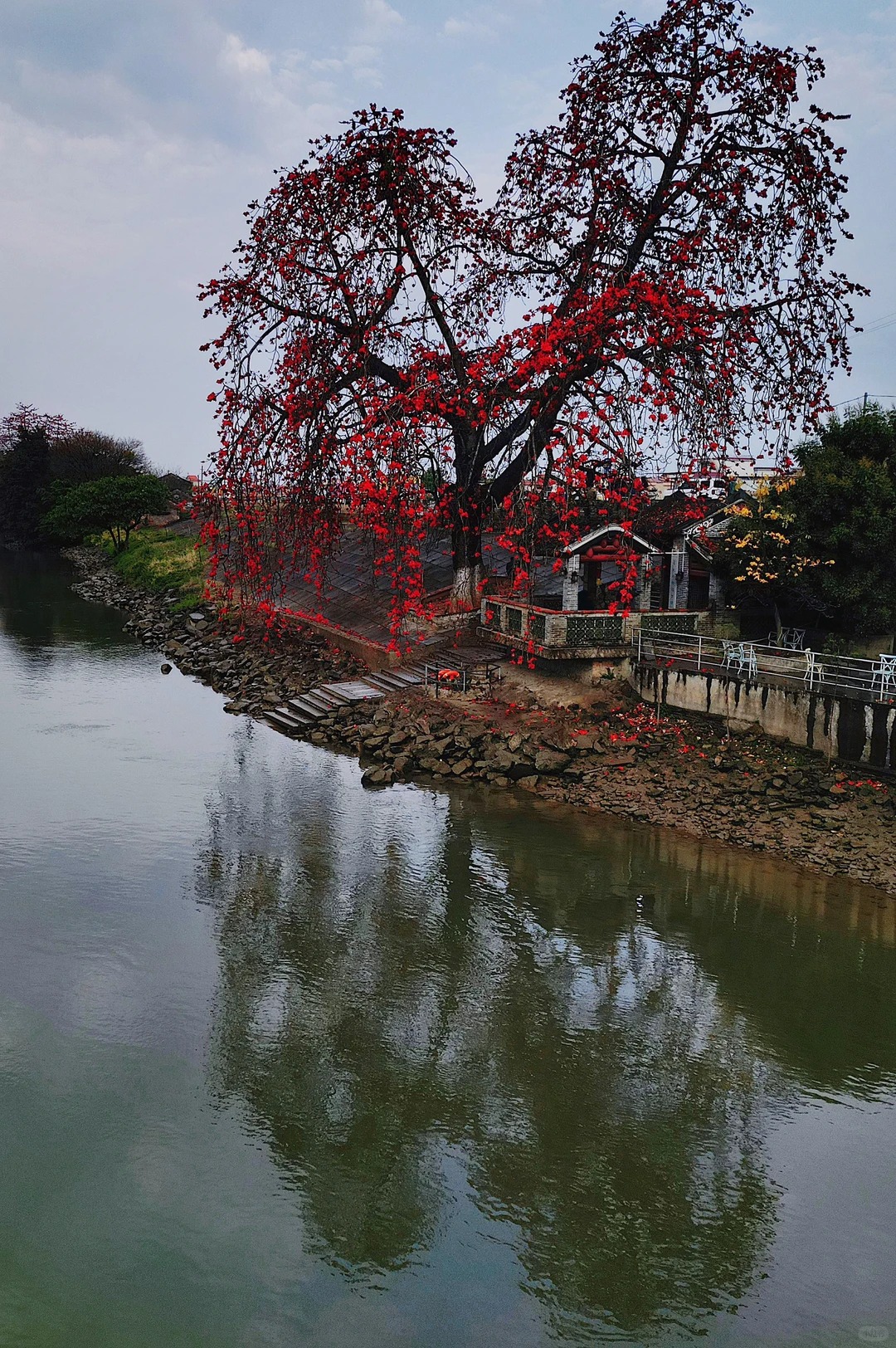 V&igrave; sao hoa gạo thắp lửa đỏ rực cả g&oacute;c trời nhưng người xưa dặn tuyệt đối kh&ocirc;ng trồng s&aacute;t nh&agrave; hay cắm l&agrave;m cảnh?- Ảnh 15.